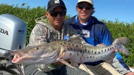 Hermoso surubí pescado sobre la costa de carrizales.