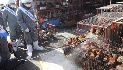 ZOONOSIS. El maltrato a los animales puede estar en el principio de la crisis sanitaria.