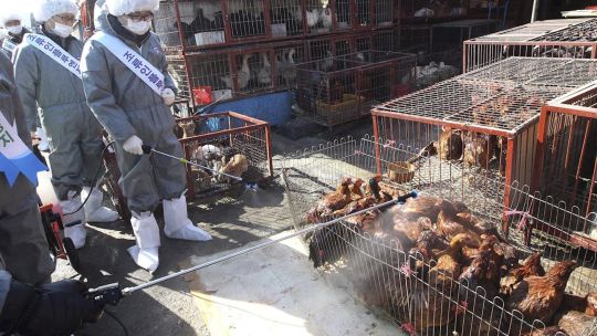 ZOONOSIS. El maltrato a los animales puede estar en el principio de la crisis sanitaria.