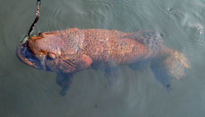 Cuchara Novy de Wemps, fabricada por Ravissot en la Argentina. Durante décadas las diversas ondulantes, incluso de fabricación casera, fueron los señuelos que usaron los pocos que practicaban spinning.