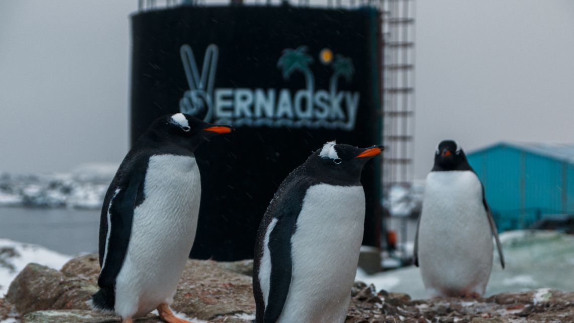 This handout picture taken on April 22, 2020 by Yevgen Prokopchuk, a member of the 25th Ukrainian Antarctic Expedition, shows penguins at the Akademik Vernadsky research base on Galindez Island in the Antarctic.