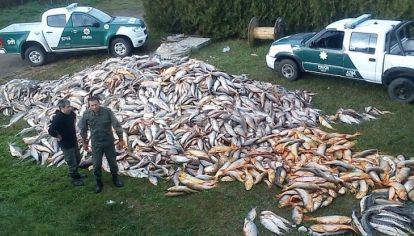 Los frigoríficos están destruyendo la pesca en los ríos