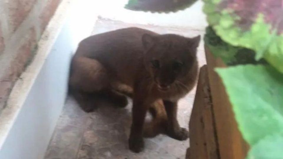 El animal es conocido como Puma Yaguarundí