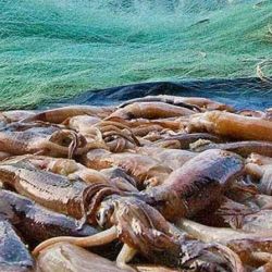 Pesca ilegal de calamar en nuestros mares.