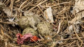 Descubren demasiado plástico en los nidos de aves marinas, principalmente proviene de desechos humanos, algunos los tragan los pájaros y otros llegan a la zona de recolección de material para armar el espacio en el que pondrán los huevos.