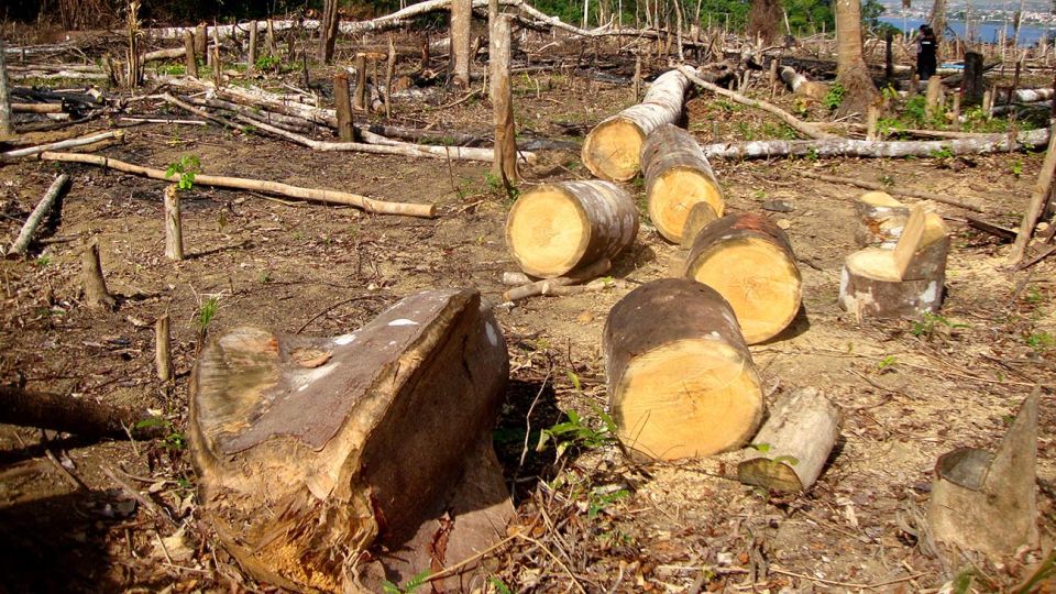 AMAZONIA. Previenen sobre el riego que implica desforestar.