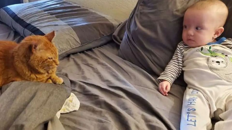 gato