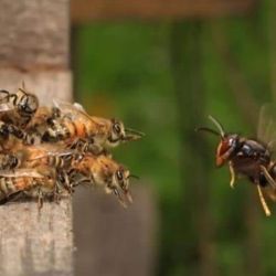 Cómo es las avispa asiática que invade Washington