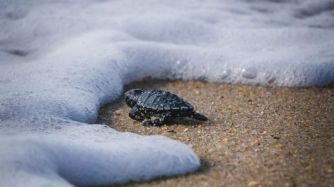 0506_tortugas