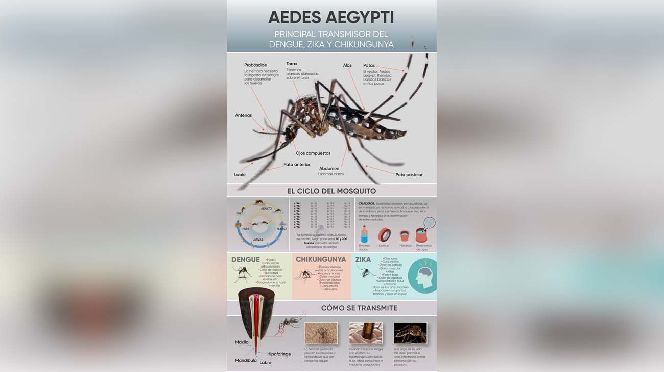 INFO DENGUE AEDES AEGYPTI