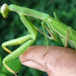 La mantis no es la primer especie que demuestra la vulnerabilidad de la avispa asesina.