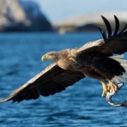 El águila de cola blanca reapareció en el Reino Unido después de 240 años.