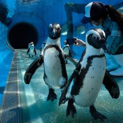 Los pingüinos del Cabo pasan junto a un guardián que toma sus imágenes de video en un acuario de Hakkeijima Sea Paradise, que está cerrado en medio de la pandemia de coronavirus COVID-19, en Yokohama el 8 de mayo de 2020 como parte del proyecto de un parque temático para transmitir el estado de los animales a través de sitio web oficial y SNS. (Foto por Kazuhiro NOGI / AFP) | Foto:AFP