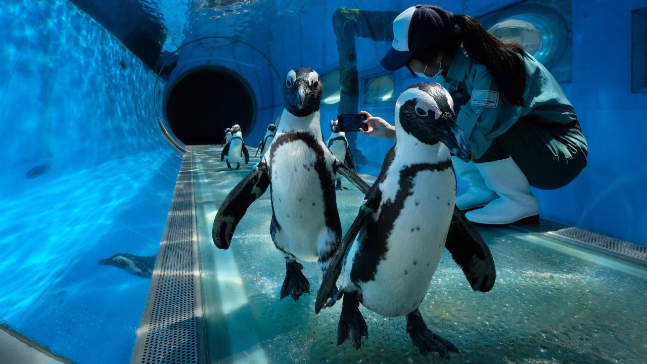 Los pingüinos del Cabo pasan junto a un guardián que toma sus imágenes de video en un acuario de Hakkeijima Sea Paradise, que está cerrado en medio de la pandemia de coronavirus COVID-19, en Yokohama el 8 de mayo de 2020 como parte del proyecto de un parque temático para transmitir el estado de los animales a través de sitio web oficial y SNS. (Foto por Kazuhiro NOGI / AFP) | Foto:AFP
