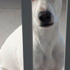 perro lizy tagliani 0508
