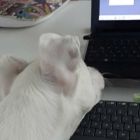 perro lizy tagliani 0508
