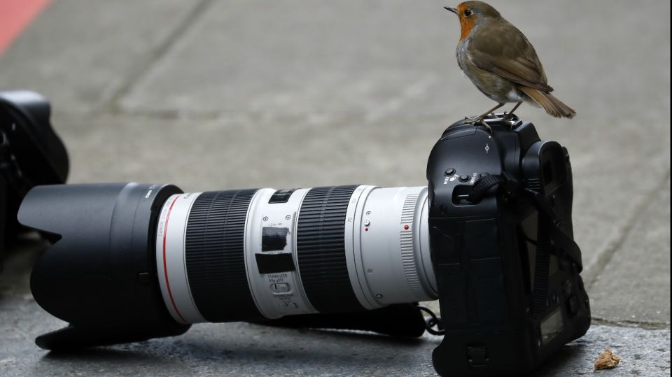 50 fotos de animales de Argentina y el mundo