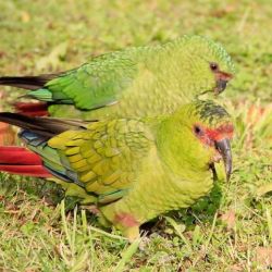 El choroy mide unos 41 cm de longitud, su plumaje es de color verde; tiene una franja roja entre los ojos, el pico es negro y alargado.