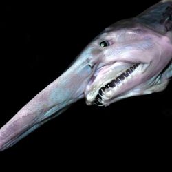 Tiburón duende: su principal particularidad está en su nariz sumamente larga y su mandíbula extensible.