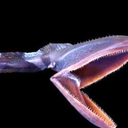 Pez pelícano: se lo puede describir como un tipo de anguila con una boca enorme, sobreproporcionada con respecto a su cuerpo.