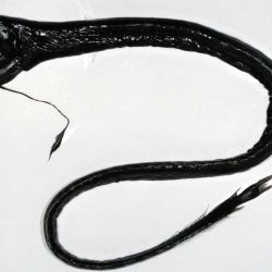 Pez dragón negro: mide entre 38 y 53 cm de largo, y su cuerpo está conformado básicamente por una cabeza y una larga cola. 