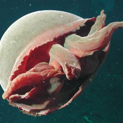 Medusa Granrojo: vive a una profundidad de entre 600 y 1.500 metros. 