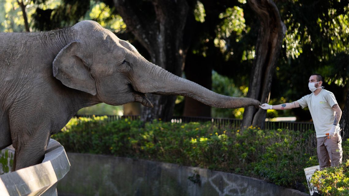 The Elephant Mara, who lived in the Buenos Aires zoo for more than two decades, began her journey today to a sanctuary in the Mato Grosso area of Brazil on May 9, 2020.