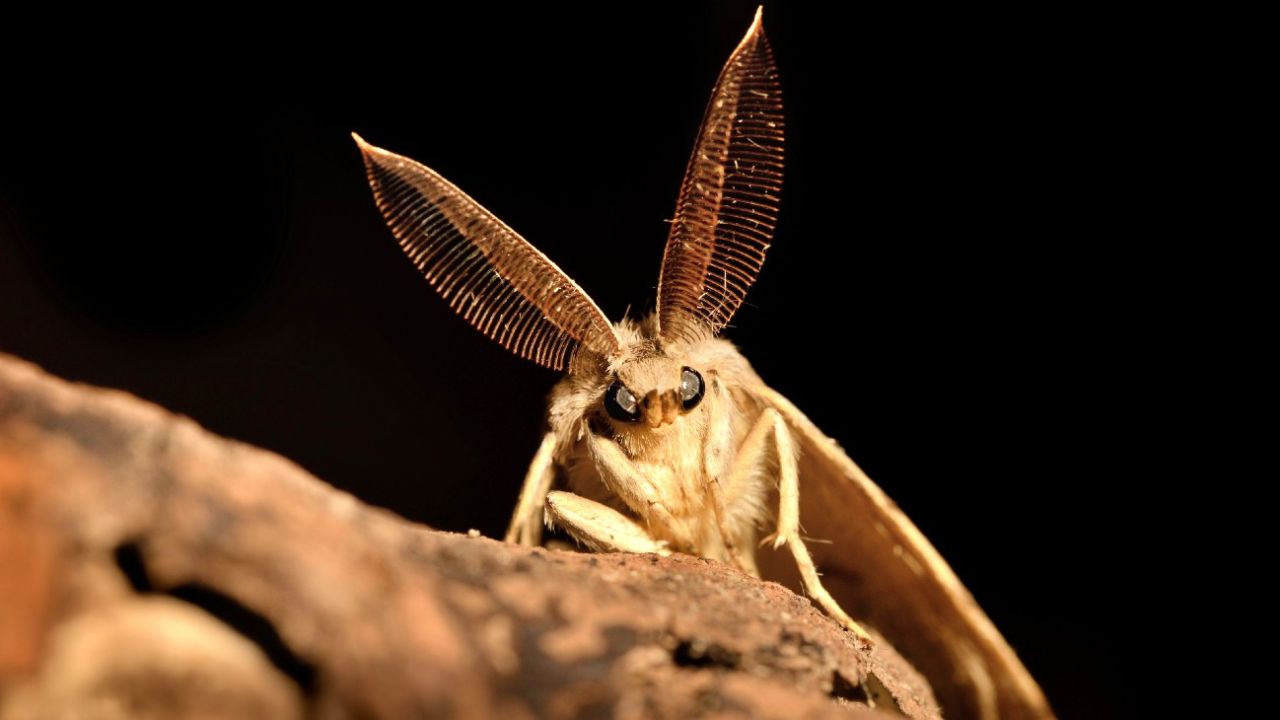 La polilla gitana, el otro insecto que preocupa a Estados Unidos | Weekend