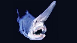 Las 8 especies más raras que viven en el fondo del mar