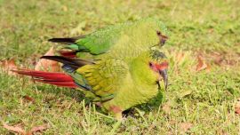 El choroy mide unos 41 cm de longitud, su plumaje es de color verde; tiene una franja roja entre los ojos, el pico es negro y alargado.
