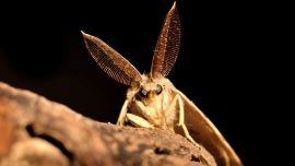 La polilla gitana es proveniente de Europa y Asia, aunque no es la primera vez que aparece en Estados Unidos.