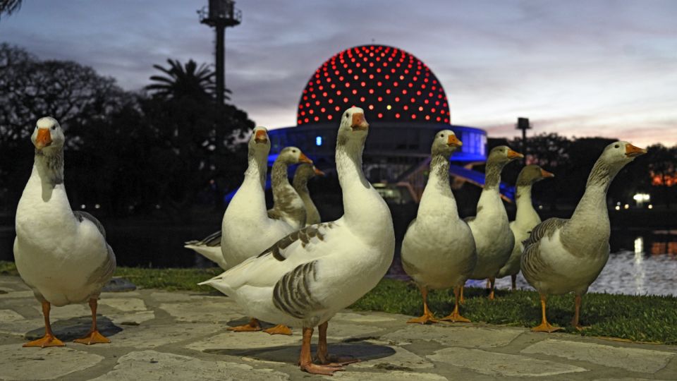 Los gansos salen de los lagos del Planetario, aún cerrado por la pandemia