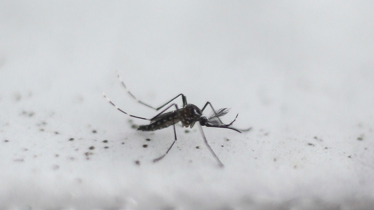 El dengue es transmitido por el mosquito Aedes aegypti.