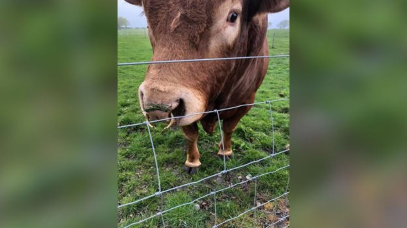 El toro llamado Ron dejó sin luz a 3 pueblos de Escocia. 