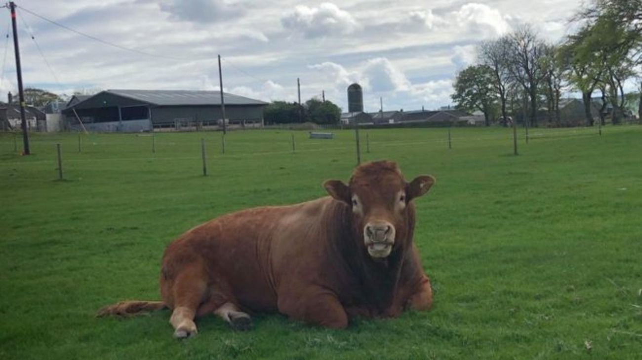 El toro, llamado Ron, dejó sin luz a tres pueblos.