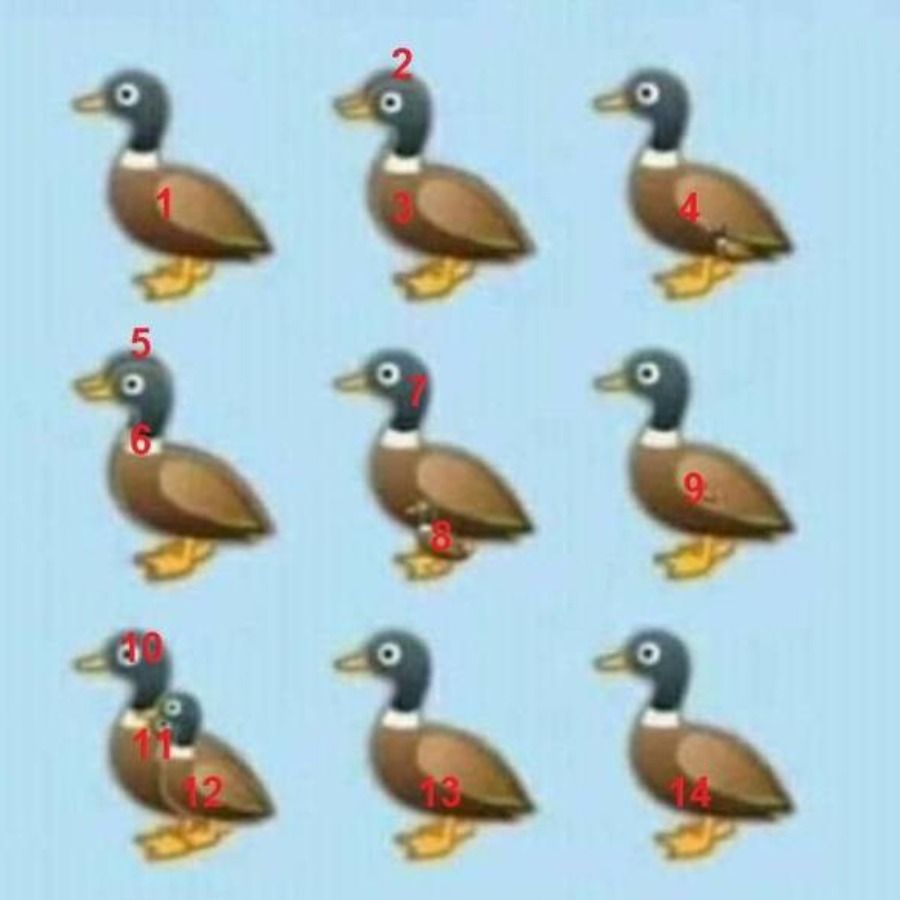 pato 1 13052020