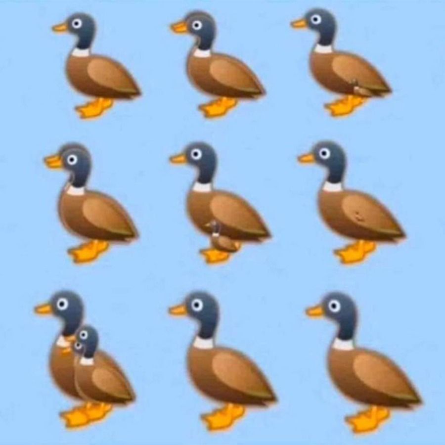 pato 1 13052020