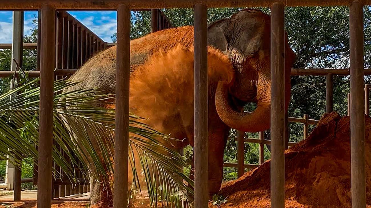 La elefanta Mara ya se encuentra en el santuario del Matto Grosso, en Brasil