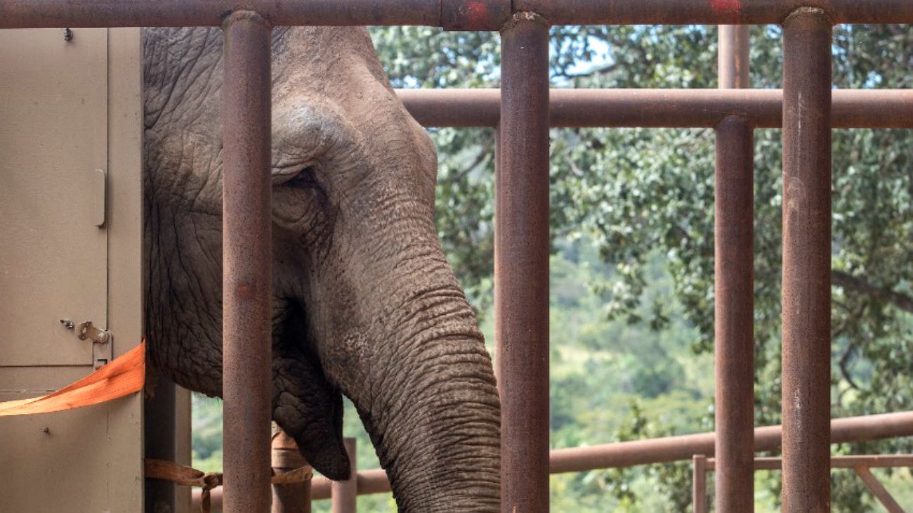 La elefanta del zoo porteño, Mara, a su llegada a Brasil.-