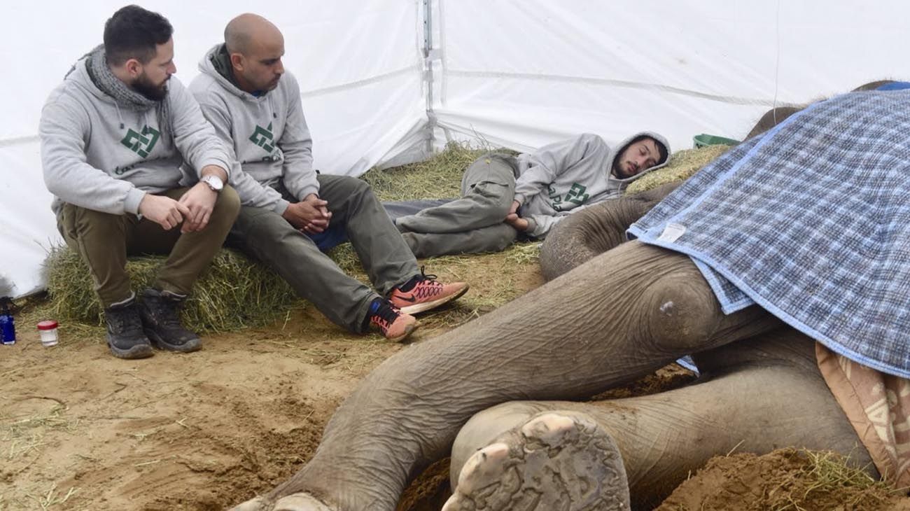  La elefanta Mara, que permanecía en el Ecoparque porteño desde 1995, comenzó esta tarde su viaje hacia un santuario de Elefantes en el estado brasileño de Mato Grosso, luego de tres años de preparativos