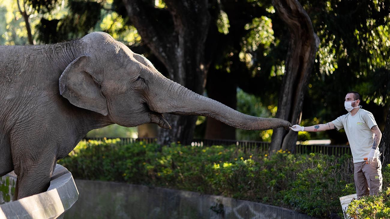  La elefanta Mara, que permanecía en el Ecoparque porteño desde 1995, comenzó esta tarde su viaje hacia un santuario de Elefantes en el estado brasileño de Mato Grosso, luego de tres años de preparativos