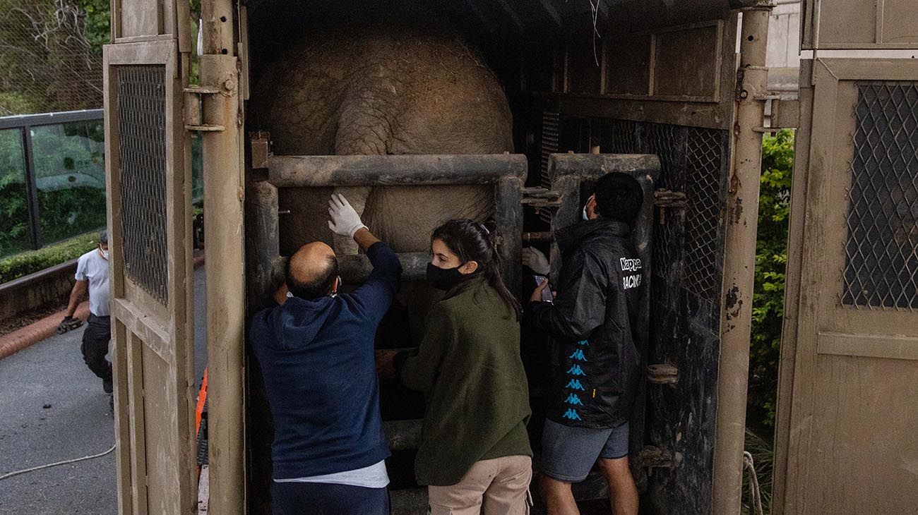  La elefanta Mara, que permanecía en el Ecoparque porteño desde 1995, comenzó esta tarde su viaje hacia un santuario de Elefantes en el estado brasileño de Mato Grosso, luego de tres años de preparativos