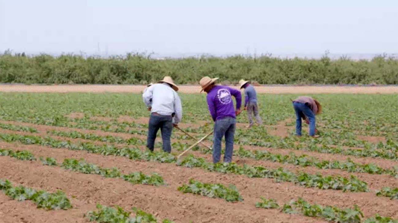 En algunos puntos del planeta la comida no llega; en otros hay que tirarla. En todas partes, la pandemia hizo cortar la cadena de distribución