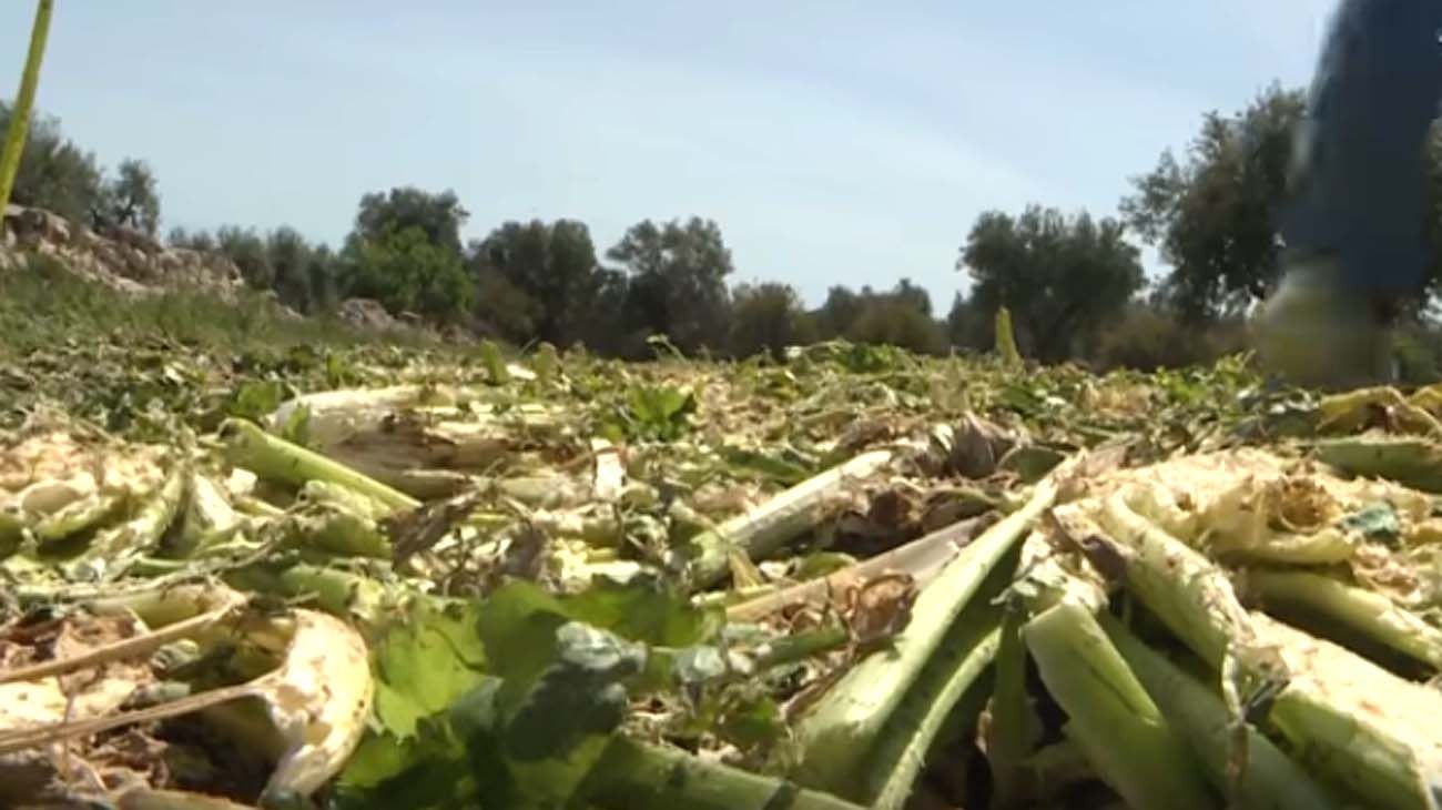 En algunos puntos del planeta la comida no llega; en otros hay que tirarla. En todas partes, la pandemia hizo cortar la cadena de distribución