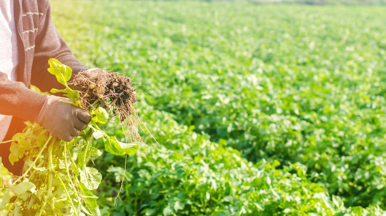 En algunos puntos del planeta la comida no llega; en otros hay que tirarla. En todas partes, la pandemia hizo cortar la cadena de distribución