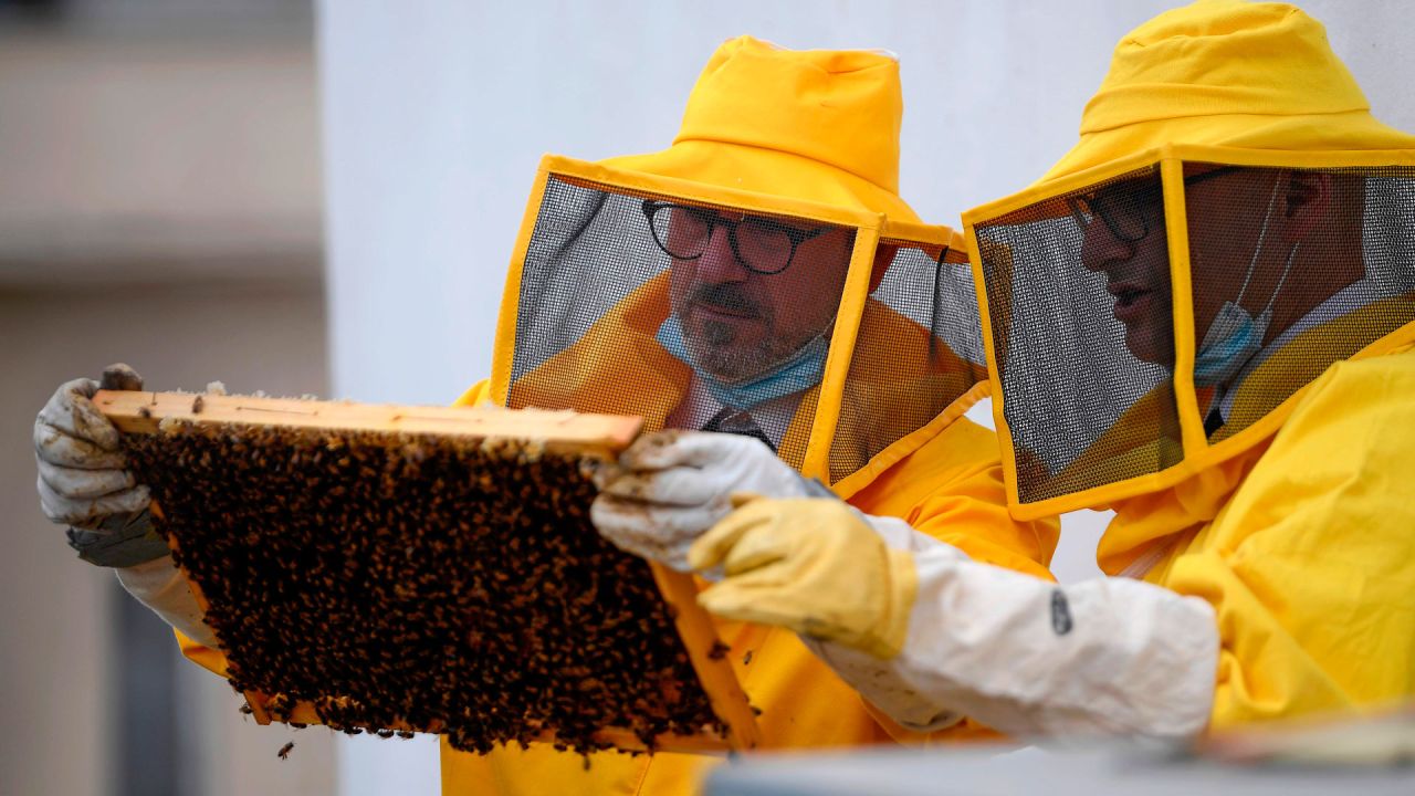 Los apicultores de las Unidades Forestales, Ambientales y Agroalimentarias de los Carabinieri (CUFAA) manejan el marco de una colmena cubierto de abejas el 14 de mayo de 2020 en la azotea de la sede del comando en Roma, durante el cierre del país destinado a frenar la propagación de la Infección por COVID-19, causada por el nuevo coronavirus. - Los apicultores italianos de la Federación Italiana de Apicultores (FAI) y Carabinieri lanzaron en 2018 un proyecto en Roma para utilizar las abejas para comprender mejor y controlar la contaminación del aire en la capital italiana. (Foto por Filippo MONTEFORTE / AFP) | Foto:AFP