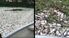 Una filmación muestra centenas de metros de pescado muerto flotando en el riacho paraguayo Montelindo.