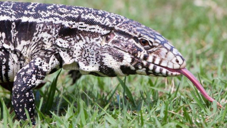 reptil argentino 15052020