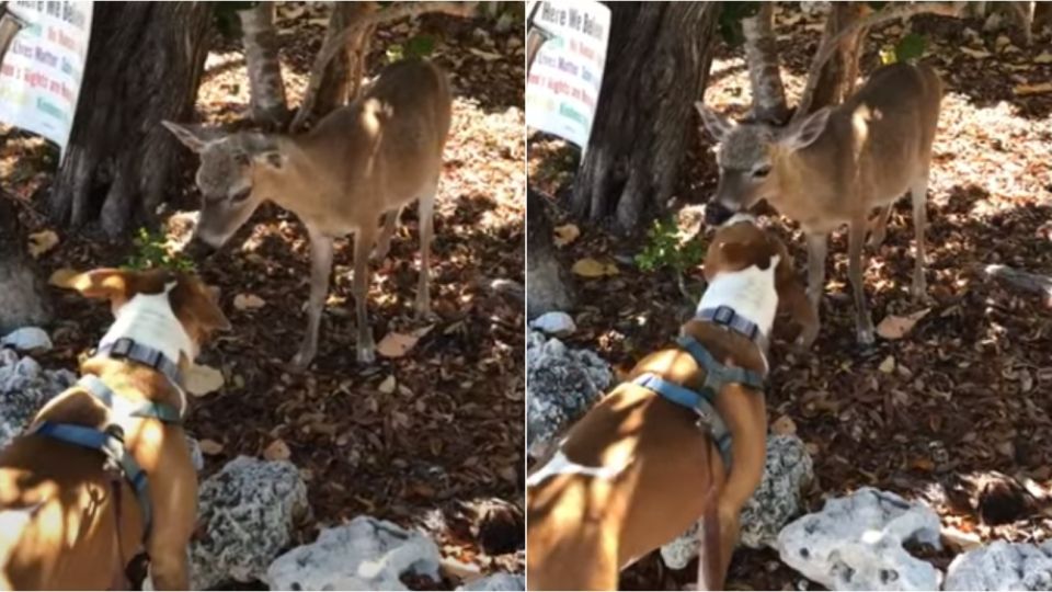 La escena entre los animales recorrió las redes rapidamente.