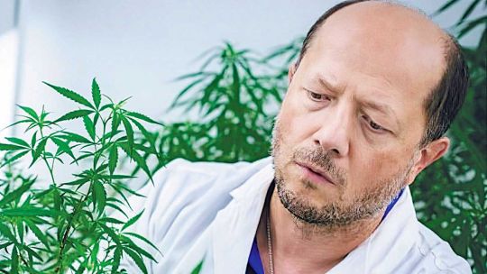 Investigador. Trabaja con la planta desde 2015. Antes había estudiado la amapola medicinal.